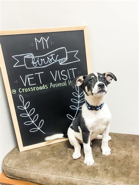He's just going into the vet's office to let people ooh and ahh over how cute your dog is. Puppy's First Vet Visit - Crossroads Animal Hospital