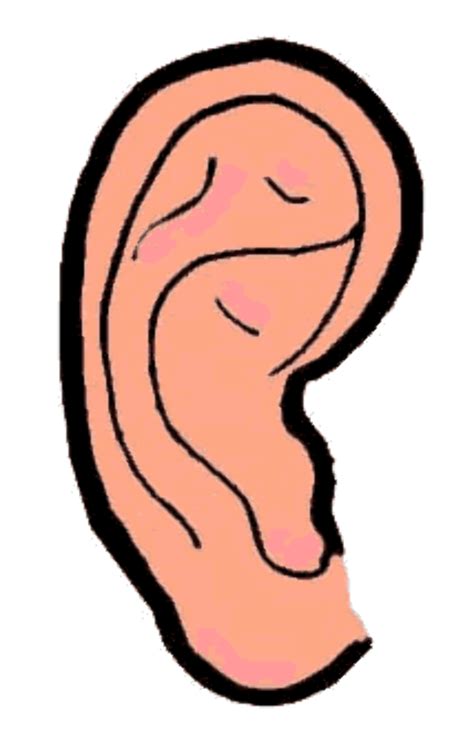 Download High Quality Ear Clipart Right Transparent Png Images Art