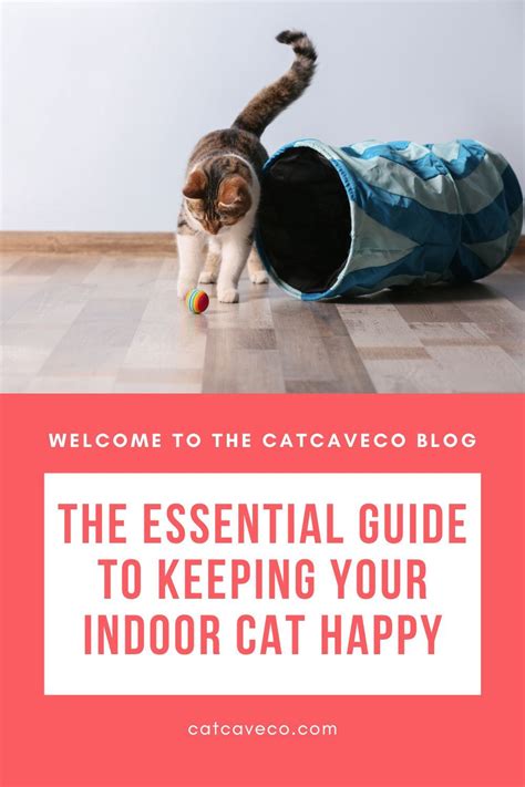 The Essential Guide To Keeping Your Indoor Cat Happy Indoor Cat Cat