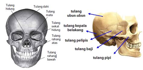 Bagian Rangka Manusia Lengkap Beserta Penjelasannya Kampung Ilmu