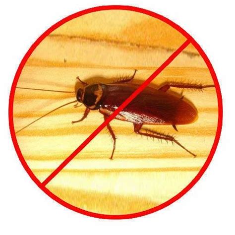 Cockroaches Pest Control Services At Rs 1000service In Delhi Id 12419665233