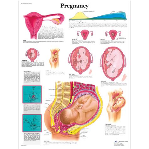 Pregnancy Chart 1001572 Vr1554l Pregnancy And