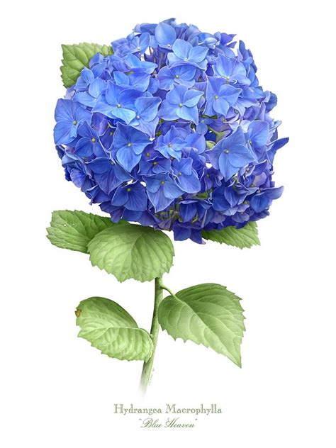 Blue Hydrangea Painting At Explore Collection Of
