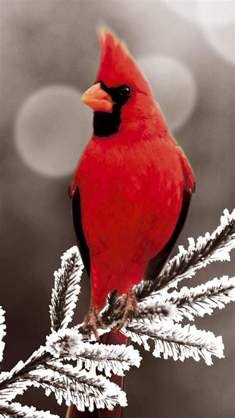 Kudos for reaching this page! Winter Cardinals Wallpapers - Wallpaper Cave