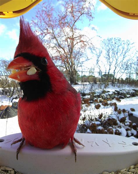 Northern Cardinal And His Fantastic Mohawk Rbestofbirdbuddy
