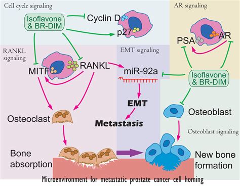 Targeting Bone Remodeling By Isoflavone And Diindolylmethane In The Context Of Prostate