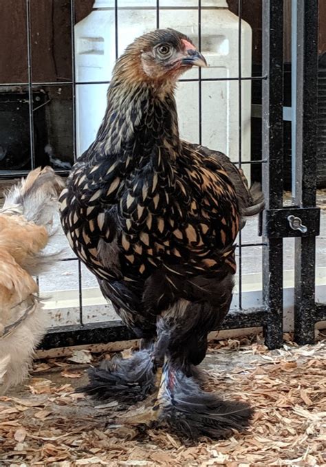 Apparently, our gold deathlayers decided that the lawn was just a little too green for their liking. Riggins FANCY Chickens | Home