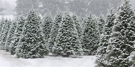 2021 Guide To Christmas Tree Farms In Thurston County Thurstontalk