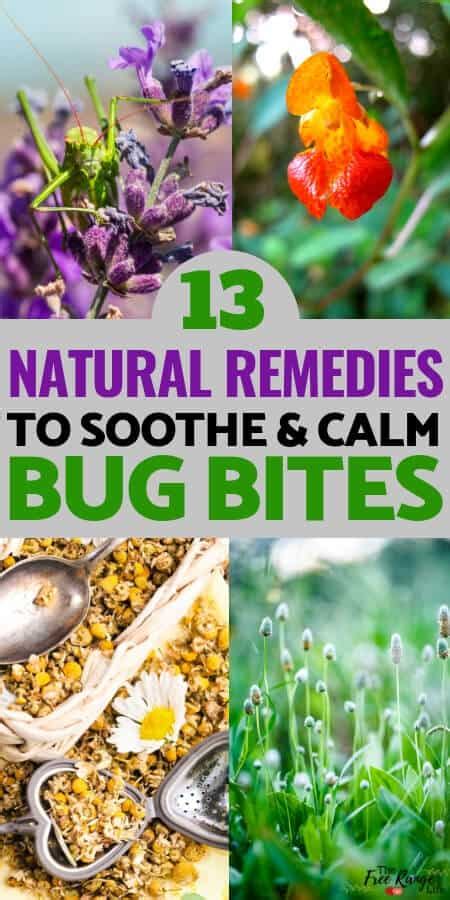13 Natural Remedies For Bug Bites To Stop The Itch