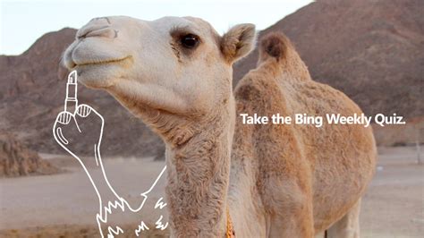 Come back next week for new questions to the weekly quiz. Bing - @bing on Twitter