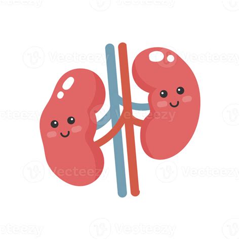 Cute Cartoon Kidneys Kidneys Illustration 10789830 Png