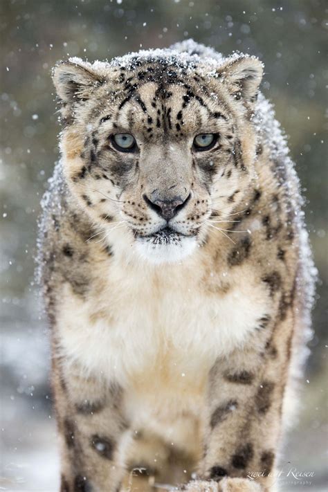 Beautiful Wildlife “ Snow Leopard In Winter By Zweiaufreisen