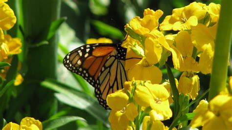 Butterfly And Flowers Wallpaper High Definition High Resolution Hd