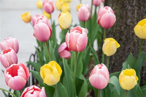 Tulips Plant Care And Growing Guide