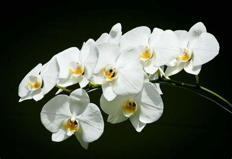 10 Jenis Bunga Warna Putih Yang Indah Cocok Dijadikan Tanaman Hiasan