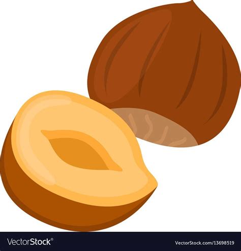 Hazelnut In Flat Cartoon Style Forest Natural Nut Vector Image On