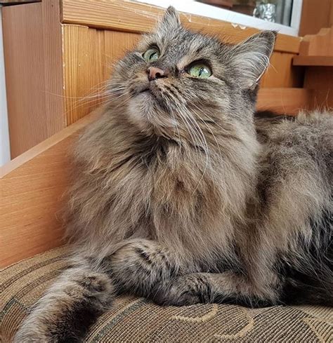Are you looking for calico cat names? 30+ Best Grey Female Cat Names | PetPress