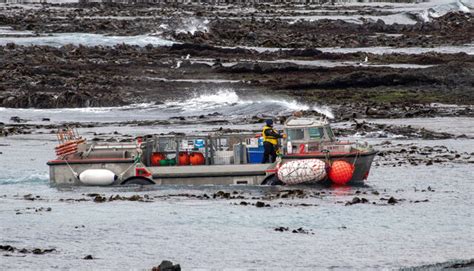 This Week At Macquarie Island 12 March 2021 Australian Antarctic Program