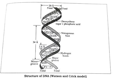 Dna Structure Labeled Hydrogen Bonds