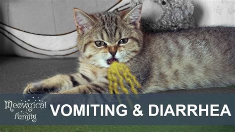 Cat Has Diarrhoea And Vomiting Cat Meme Stock Pictures And Photos