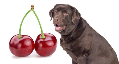 Can Dogs Eat Cherries Pet Guide Reviews