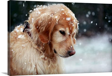 Golden Retriever Puppy Watching The Snowflakes Wall Art Canvas Prints