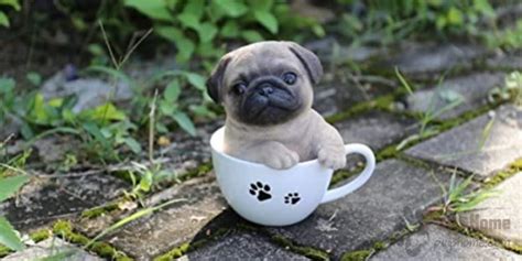 The Teacup Pug Life Span Information Miniature Pugs