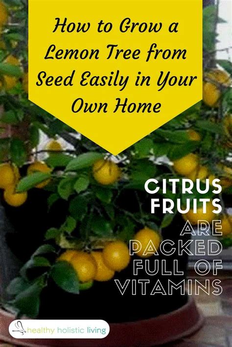 This video is a 4 month update on how to grow a lemon tree from seed. How to Grow a Lemon Tree from Seed Easily in Your Own Home
