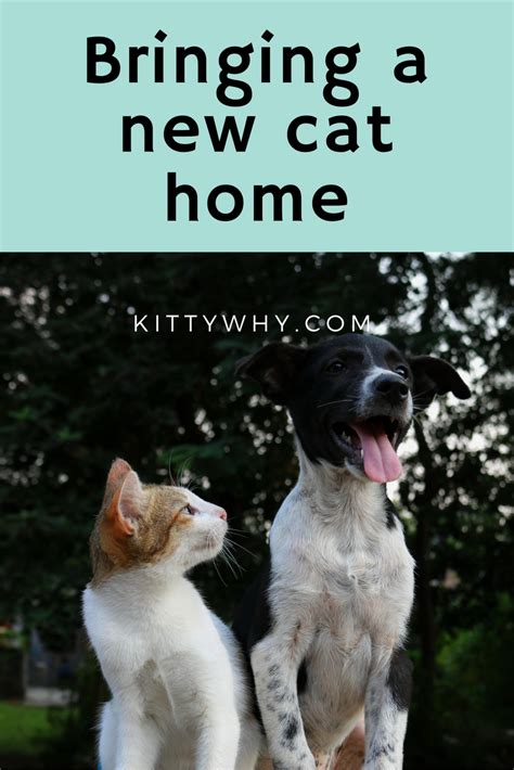 Tips For Introducing A New Cat To Your Household Cat Spray