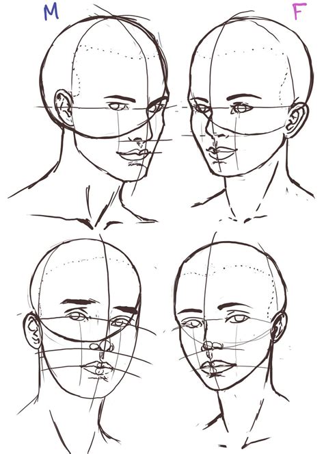 Face Anatomy Reference Face Reference