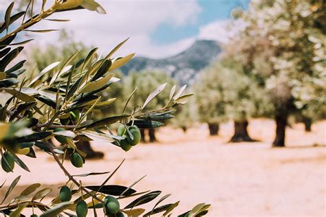 900 Free Olive Tree And Olives Images Pixabay