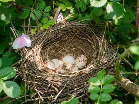 Birds Nest With Eggs Smithsonian Photo Contest Smithsonian Magazine