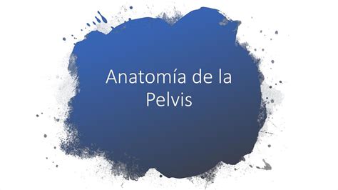 Anatomia Pelvis Y Cadera Udocz The Best Porn Website
