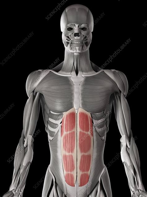 However, in humans, the tissues either fuse to other muscles or shrink away to nothing before birth, according to the small study, published oct. Human abdominal muscles, illustration - Stock Image - F012/7886 - Science Photo Library