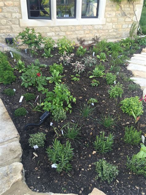 Herb Border Just Planted Box Gloucestershire Plants Herbs Garden