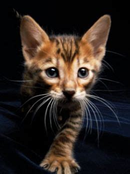 What Are Toygers Domestic Tiger Cats As House Pets Toyger Cat