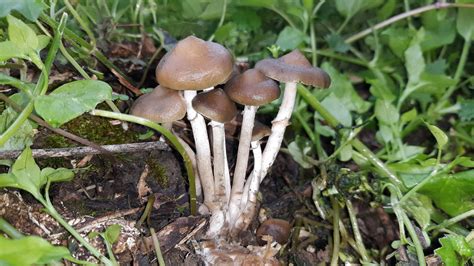 Official 2019 Psilocybe Ovoideocystidiata Thread Mushroom Hunting And