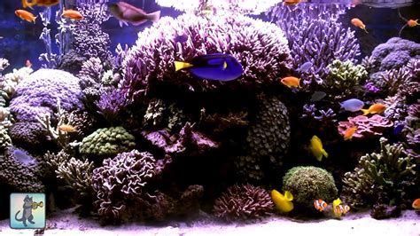 3 Hours Of Beautiful Coral Reef Fish Relaxing Ocean Fish Aquarium