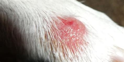 What Do Hot Spots Look Like On A Dog