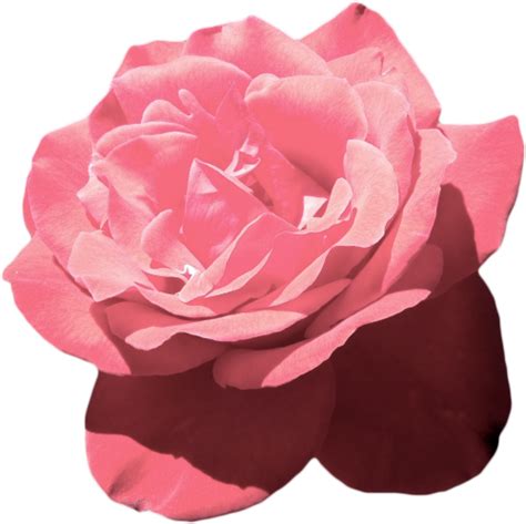 Aesthetic Flowers PNG Isolated File PNG Mart