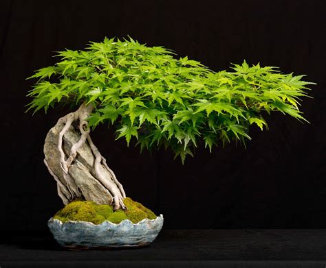 Japanese Maple Acer Palmatum Root Over Stone Bonsai Maple Bonsai
