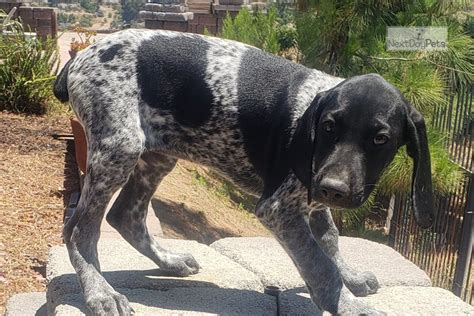 We can go on and on about what versatile means. Gsp: German Shorthaired Pointer puppy for sale near San ...
