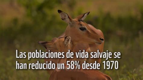 La Pérdida De Biodiversidad Es Un Problema Global Youtube