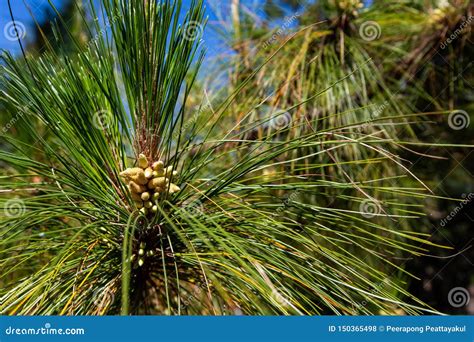 Pinus Mugo It Is Also Known As Creeping Pine Dwarf Mountain Pine