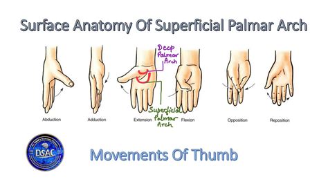Surface Anatomy Of Superficial Palmar Arch Movements Of The Thumb