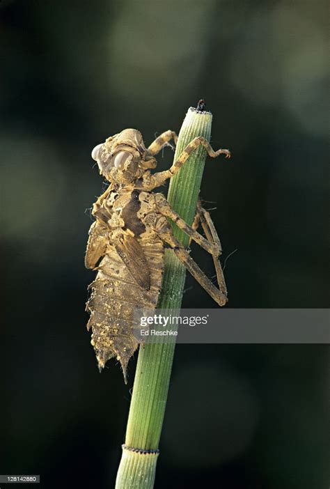 Dragonfly Nymph Exoskeleton On Horsetail Stem Michigan Usa High Res