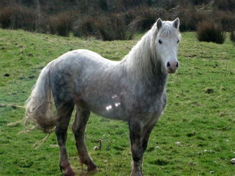 The connemara pony is ireland's only native breed, with a history that some believe dates back to the ancient celts. 219 best Connemara images on Pinterest | Horses, Ponies ...