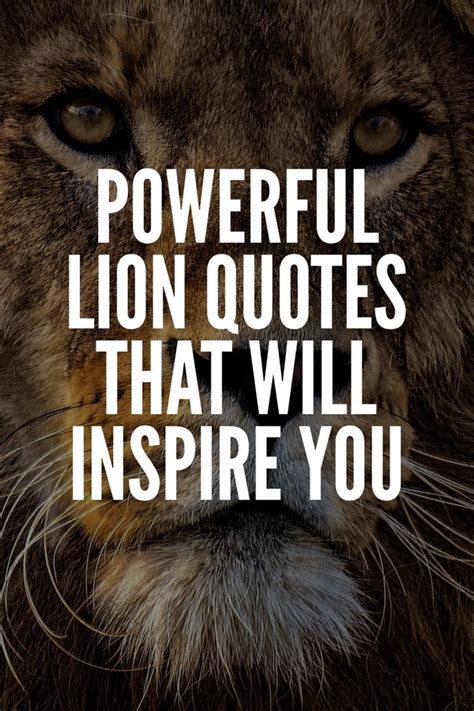 25 Powerful Lion Quotes That Will Inspire You Lion Quotes Believe In