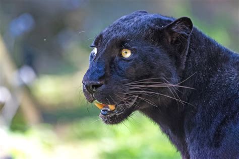 India Wildlife Photography Tours Black Panther And Rusty Spotted Cat