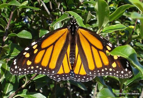 Phil Bendle Collectionmonarch Butterfly Danaus Plexippus Citscihub